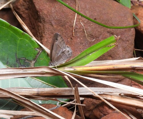 Nhambikuara cerradensis