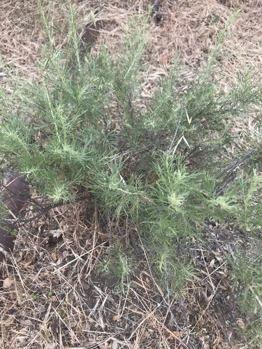 iNaturalist observation photo of California sagebrush
