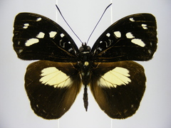 Aterica galene extensa