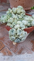 Echeveria elegans