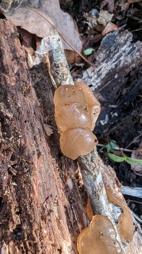 観察された菌類