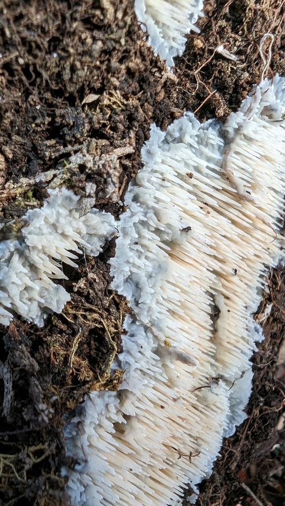 Radulomyces copelandii · March 2024 · photo: © atsushi_nakajima_cirque (iNaturalist, cc-by)