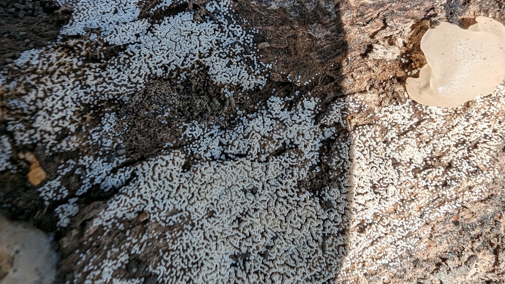 Henningsomyces candidus · March 2024 · photo: © atsushi_nakajima_cirque (iNaturalist, cc-by)