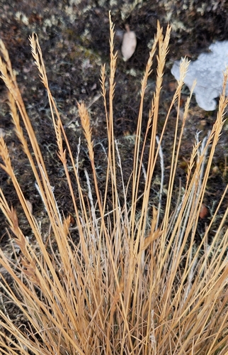 Image of Festuca vivipara by (c) Jens-Christian Svenning, some rights reserved (CC BY)