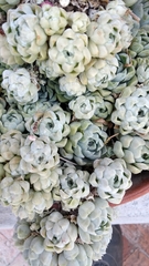 Echeveria elegans
