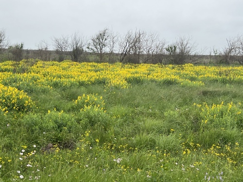 Baptisia sphaerocarpa