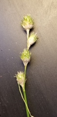Carex reniformis
