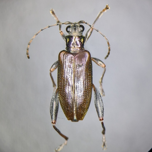 Donacia proxima Kirby, 1837