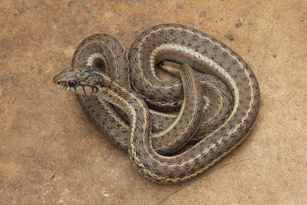Is Wandering Garter Snake Poisonous 