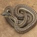 Western Terrestrial Garter Snake - Photo (c) J. N. Stuart, some rights reserved (CC BY-NC-ND)