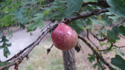 California Gall Wasp
