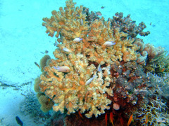 Dascyllus marginatus