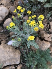 Senecio vernalis