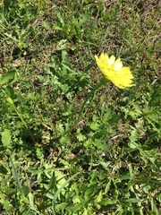 Pyrrhopappus grandiflorus