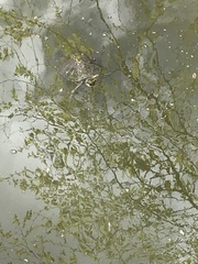 Trachemys scripta elegans