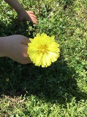 Pyrrhopappus grandiflorus