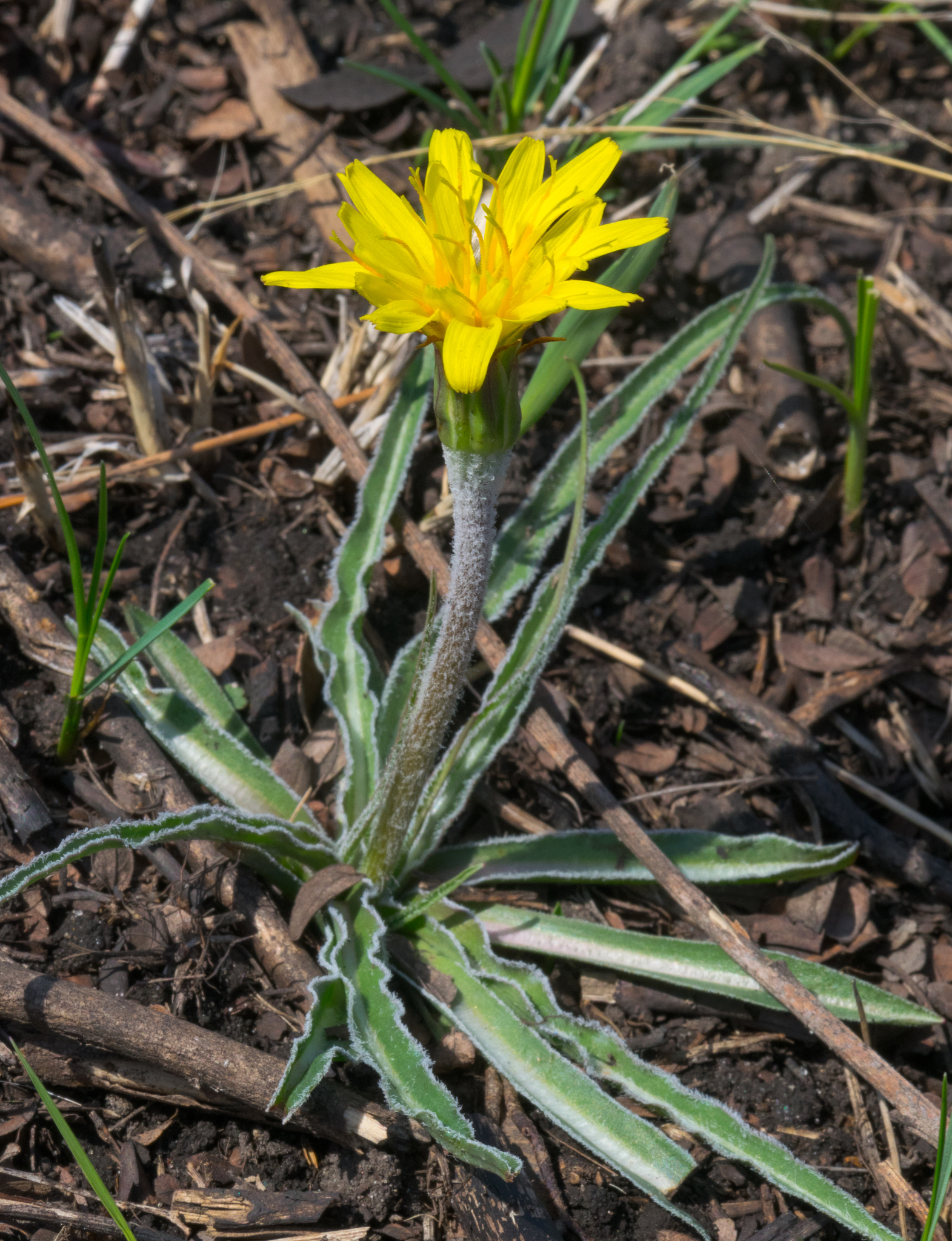 Nothocalais cuspidata
