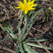 Prairie False Dandelion - Photo (c) Joshua Mayer, some rights reserved (CC BY-SA)