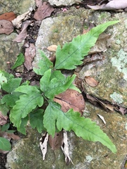 Tectaria subtriphylla