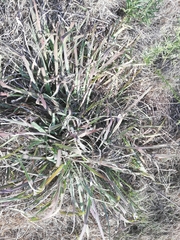 Cynodon dactylon dactylon