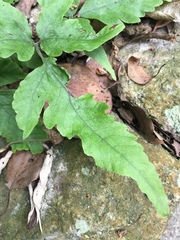 Tectaria subtriphylla