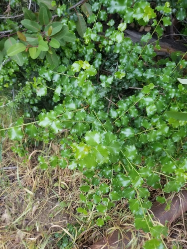 iNaturalist observation photo of Dicots