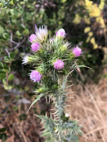 Carduus tenuiflorus iNat (1)