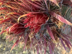 Ferocactus gracilis coloratus