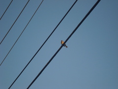 Passer domesticus
