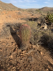 Ferocactus gracilis coloratus