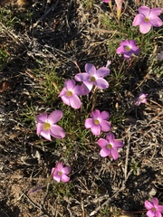 Oxalis polyphylla