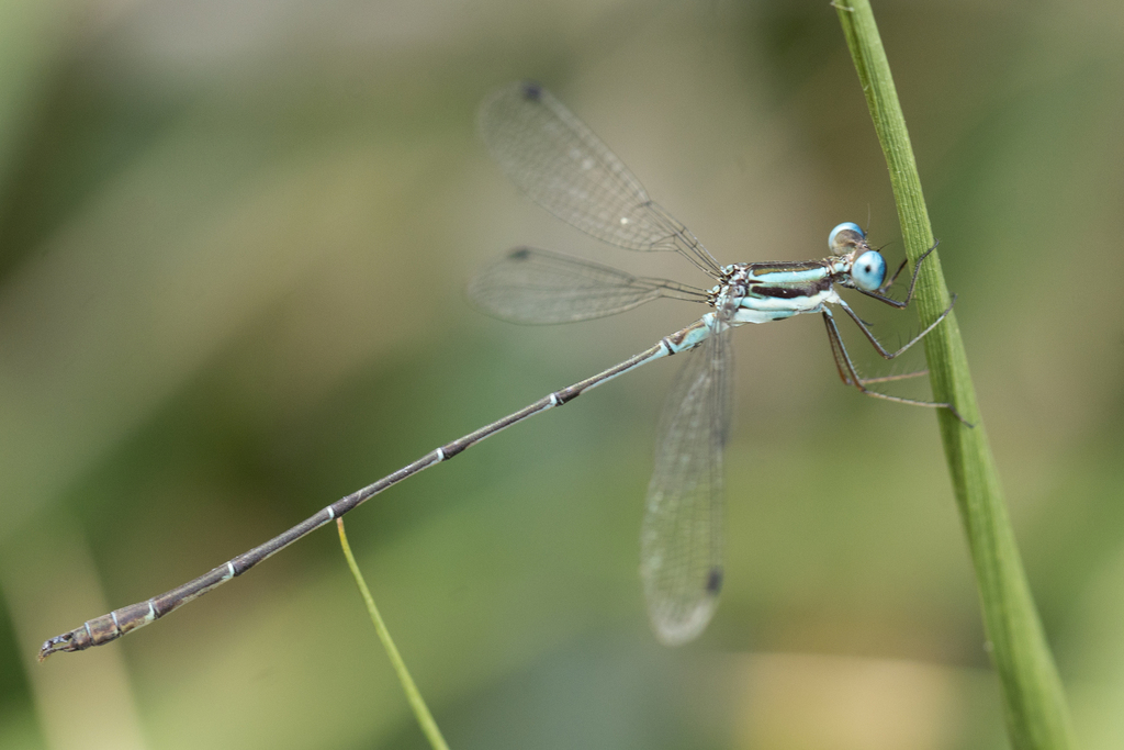 Lestes tricolor