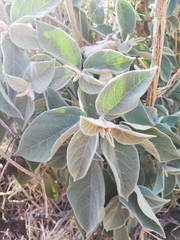 Croton adspersus