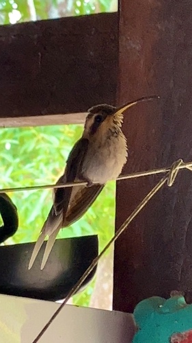 Long-tailed Hermit