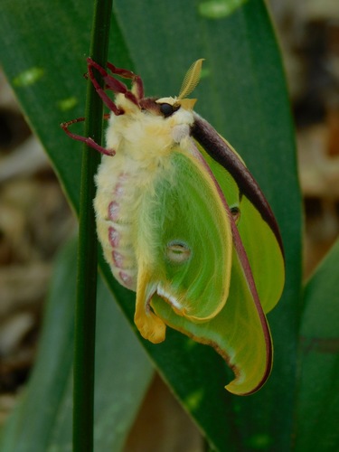 North American Luna Moth photo 3
