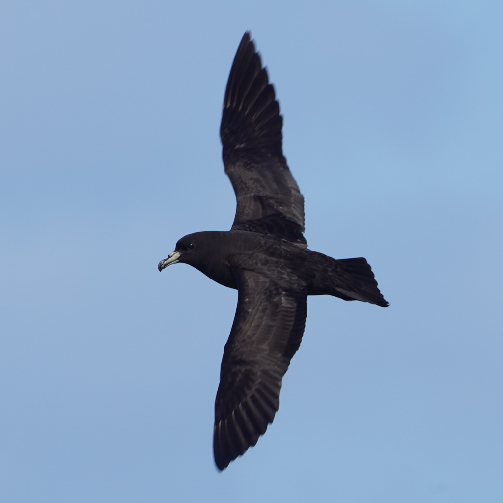 Procellaria Petrels