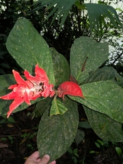 Ruellia chartacea