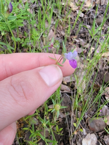 Image of Collinsia sparsiflora by (c) Colin J Pryor, some rights reserved (CC BY)
