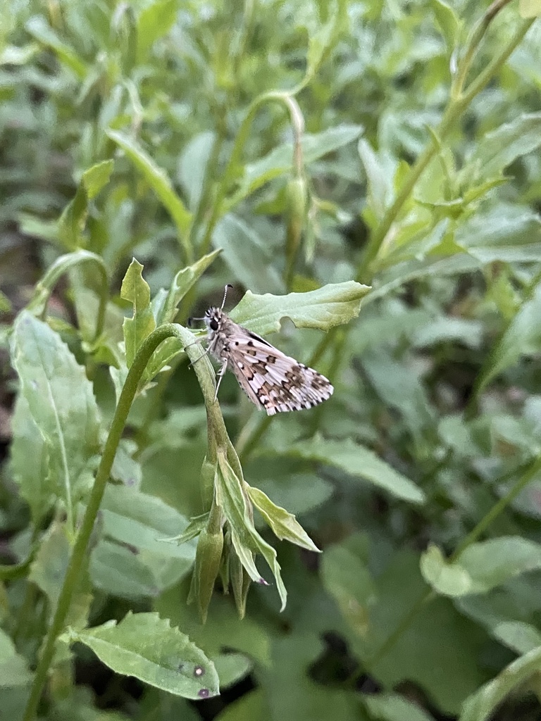 Common checkered skipper and allies from villanova dr richardson tx