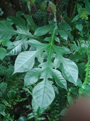 Artocarpus altilis