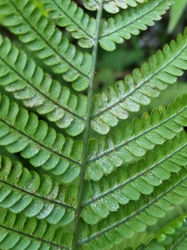 Image of Dryopteris aitoniana by no rights reserved