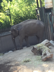 Elephantidae