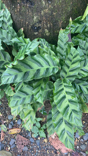 Foto de Maranta white fusion