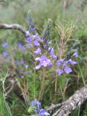 Veronica tenuifolia