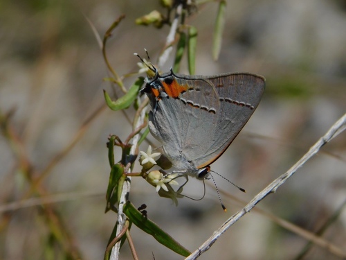 Gray Hairstreak photo 5