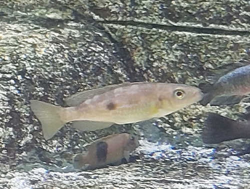 Slender lamprologus (Lepidiolamprologus attenuatus) — Cichlidae — 4
