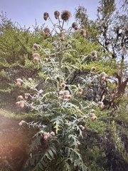 Cirsium subcoriaceum image