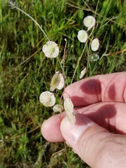 Thysanocarpus radians