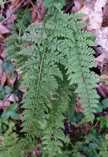 Image of Cystopteris diaphana by no rights reserved