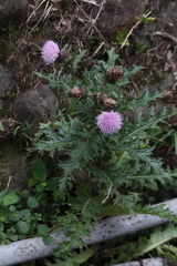 Cirsium japonicum australe